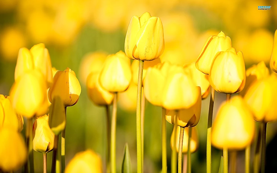 Yellow flowers